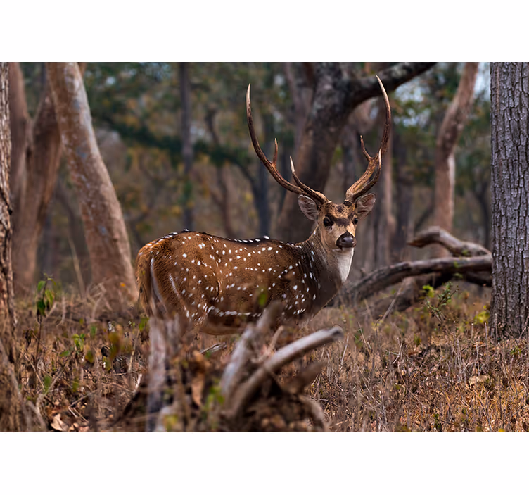 Wall mural animals elegant spotted deer - TenStickers