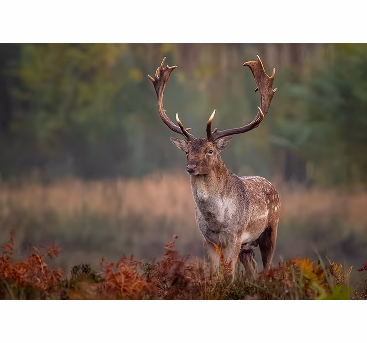 Wall mural animals majestic stag presence - TenStickers