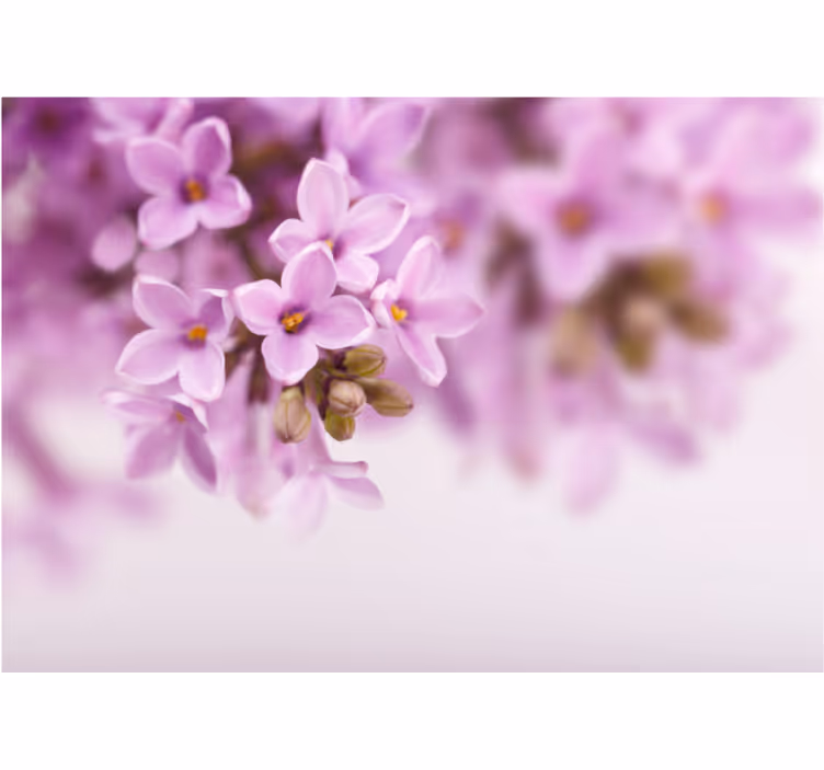 Flowers wall mural delicate lilac blooms - TenStickers
