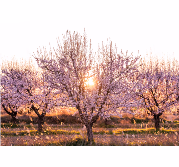 Flowers wall mural blooming cherry trees - TenStickers