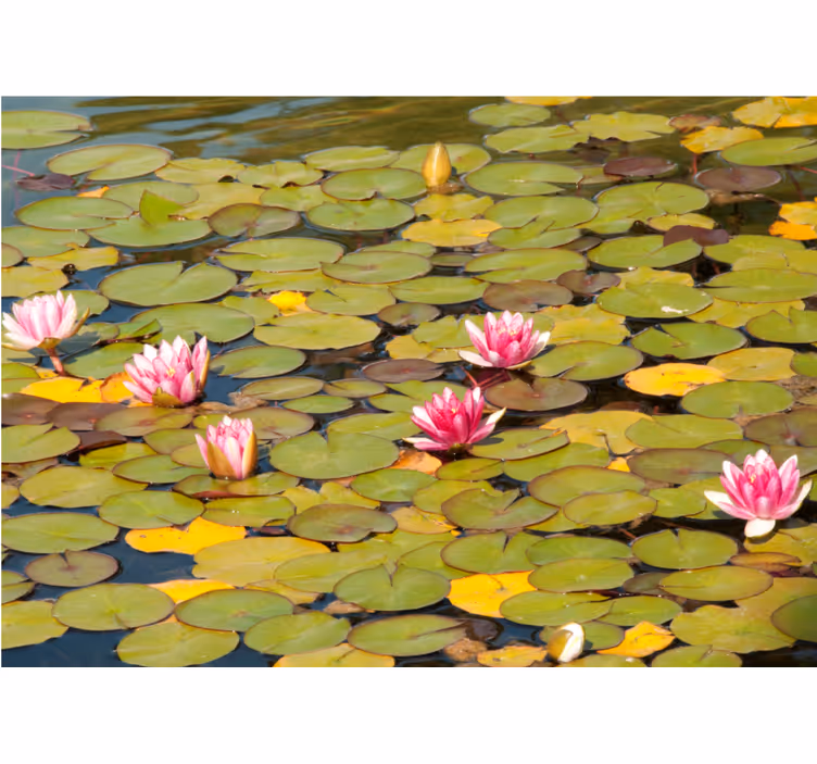 Flowers wall mural water lily blossoms - TenStickers