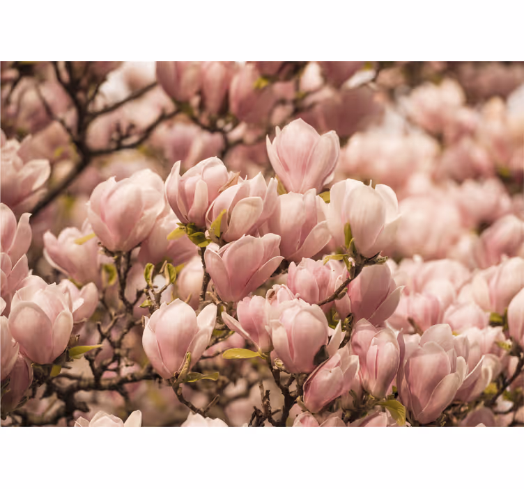 Blooming Magnolia flowers wall mural - TenStickers