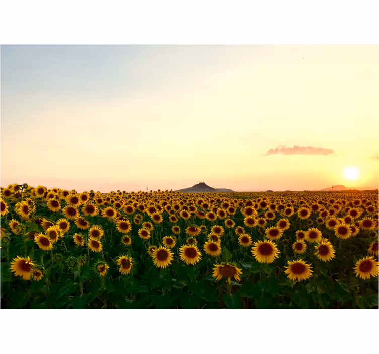 Flowers wall mural sunflower field at dusk - TenStickers