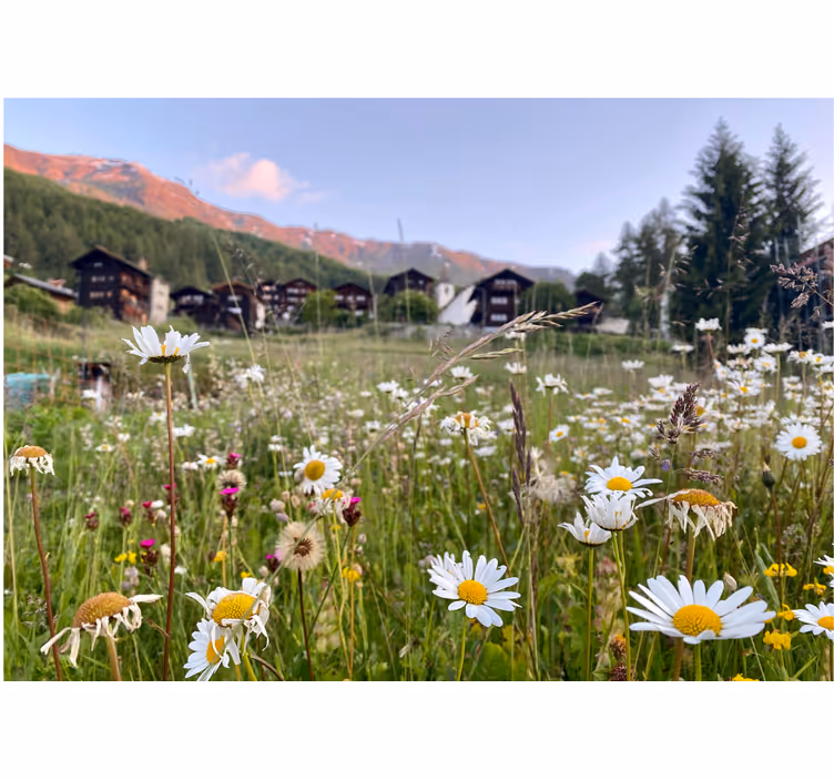 Flowers wall mural flowering meadow scene - TenStickers