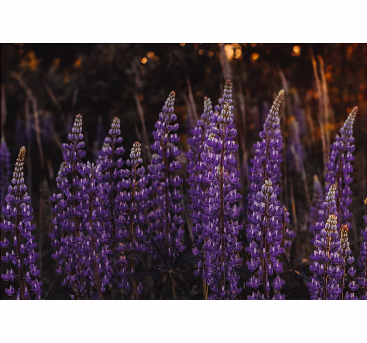 Flowers wall mural purple flower fields - TenStickers