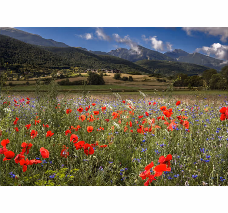 Flowers wall mural poppy meadow scene - TenStickers