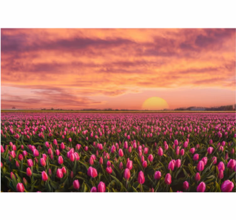 Flowers wall mural tulip field at sunset - TenStickers