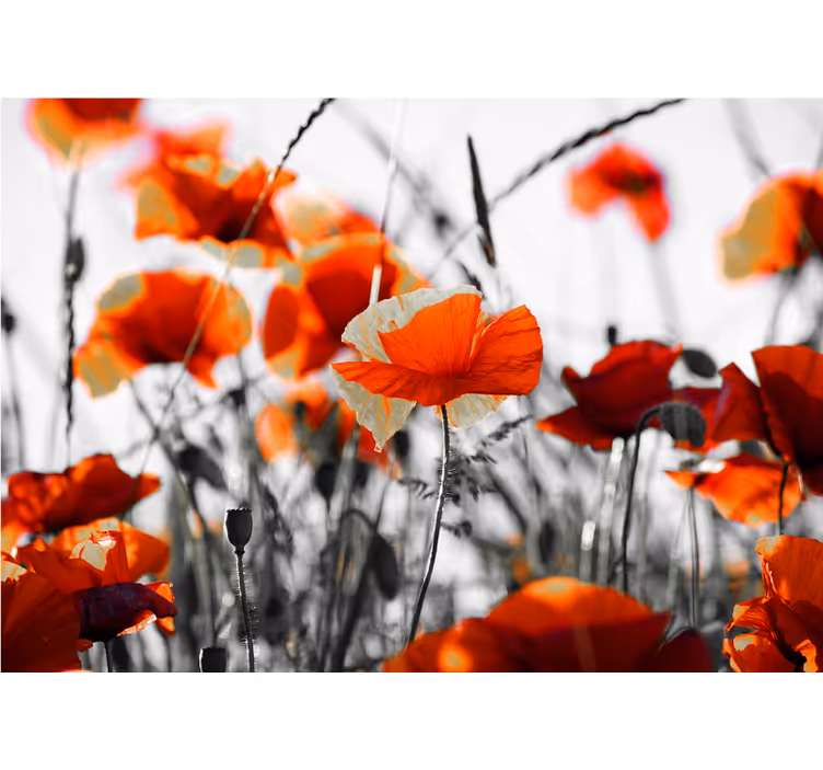 Poppy wall mural lively poppy meadow - TenStickers