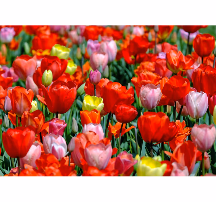 Flowers wall mural colorful tulip meadow - TenStickers