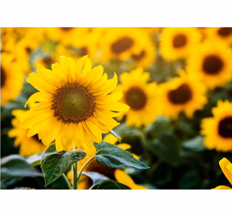 Flowers wall mural sunflower field blossom - TenStickers