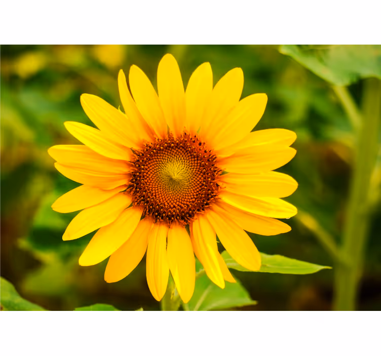 Vibrant sunflower bloom flowers wall mural - TenStickers