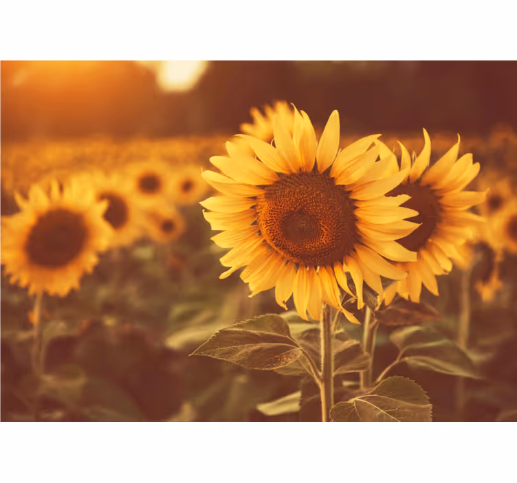 Flowers wall mural sunflower fields - TenStickers