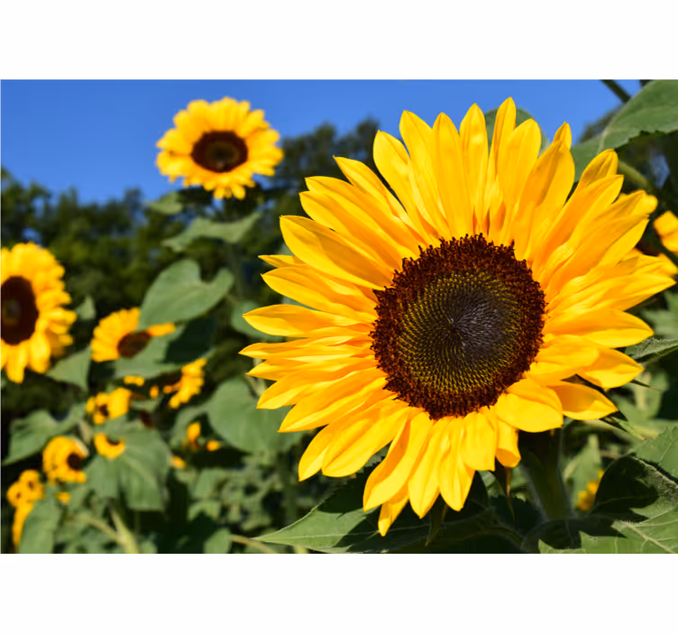 Flowers wall mural sunflower elegance - TenStickers
