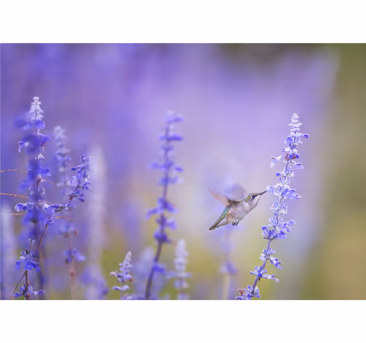Hummingbird and flowers flowers wall mural - TenStickers
