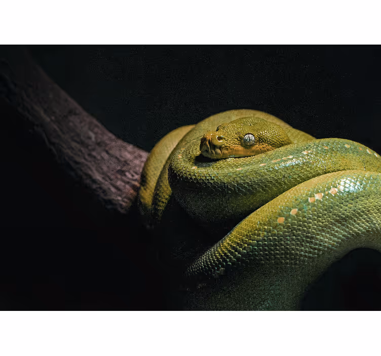 Wall mural animals emerald green python - TenStickers