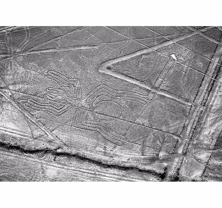 Wall mural animals nazca spider geoglyph - TenStickers