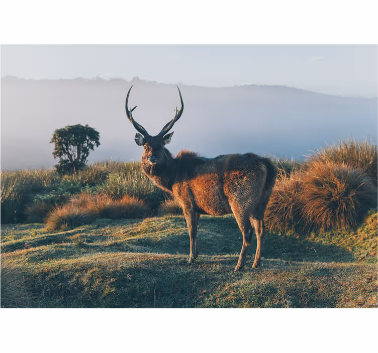 Majestic stag profile other wall mural animals - TenStickers