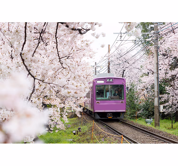 Wall mural city cherry blossom train - TenStickers