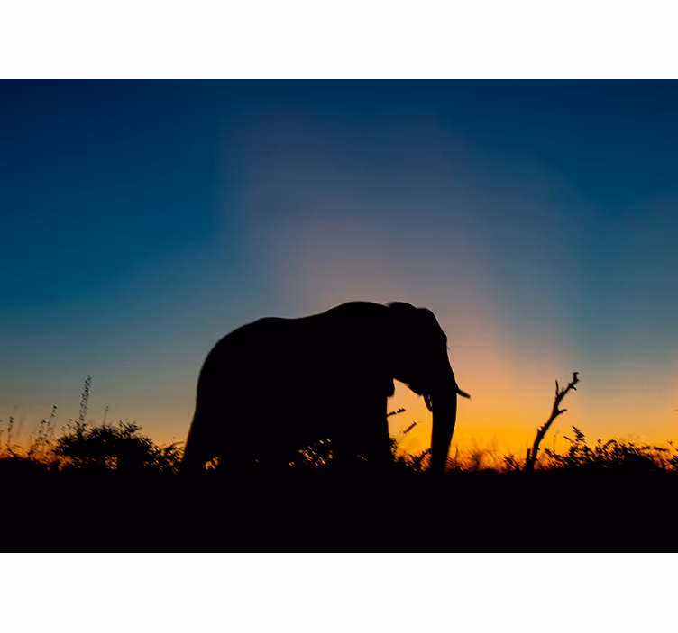 Wall mural animals elephant silhouette sunset - TenStickers