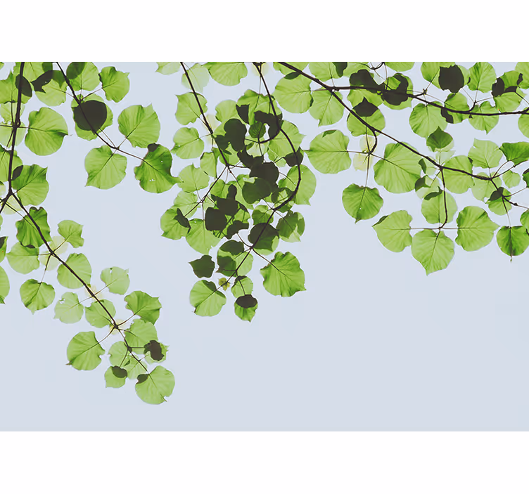 Trees wall mural leafy branches canopy - TenStickers