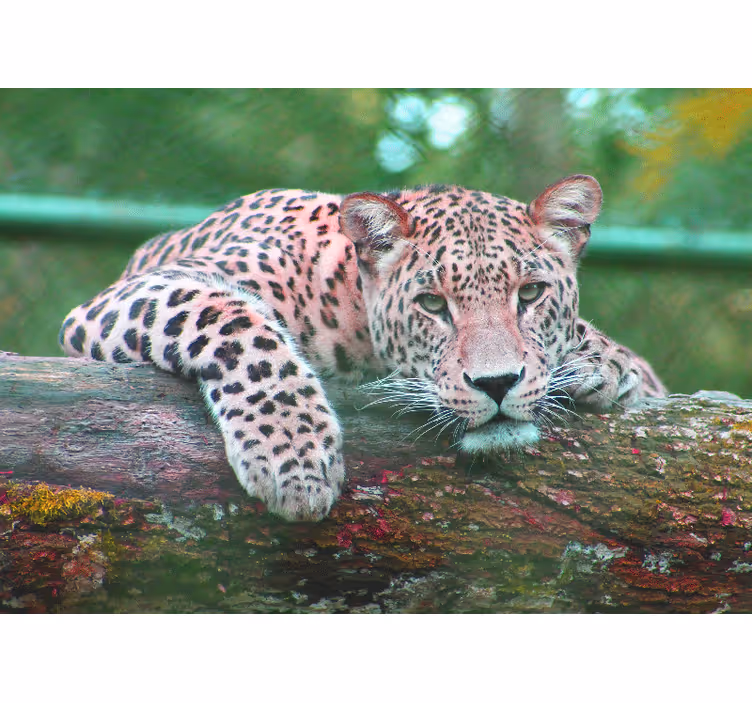 Wall mural animals leopard resting gracefully - TenStickers