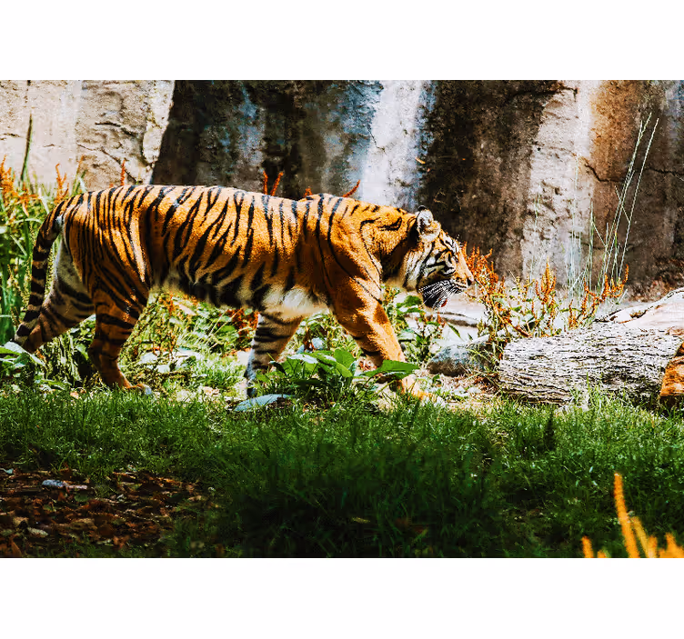 Wall mural animals majestic tiger walking - TenStickers