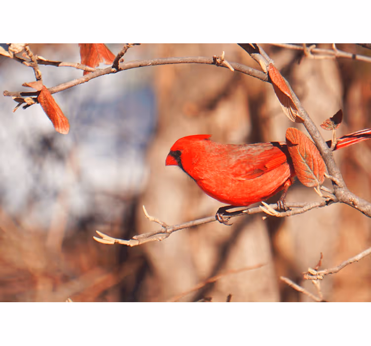 Cardinal perched wall mural animals - TenStickers