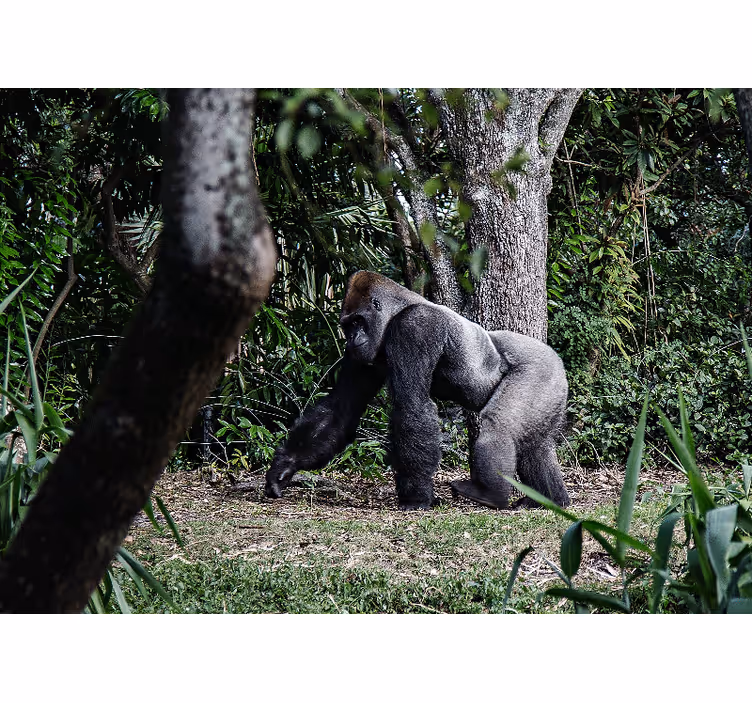 Wall mural animals majestic gorilla strolling - TenStickers