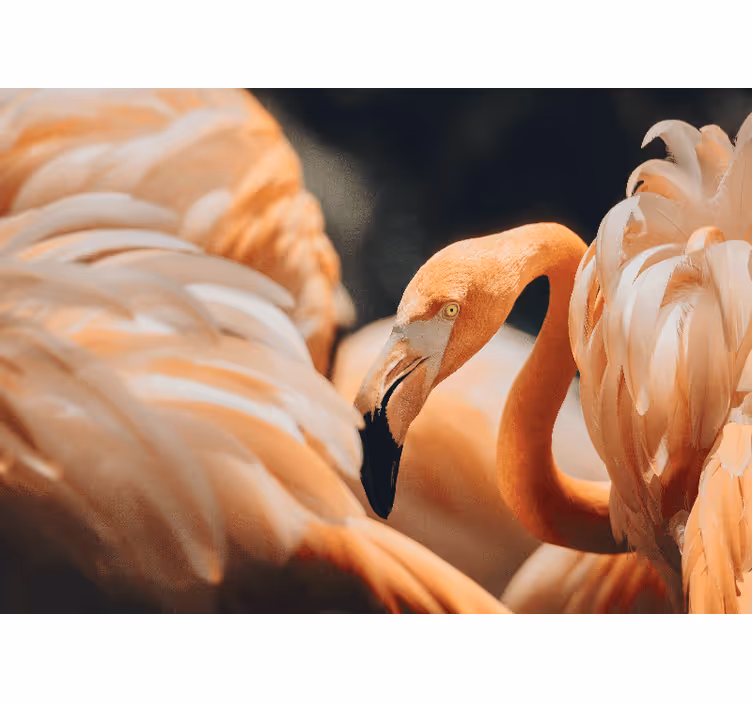 Other wall mural animals elegant flamingo scene - TenStickers