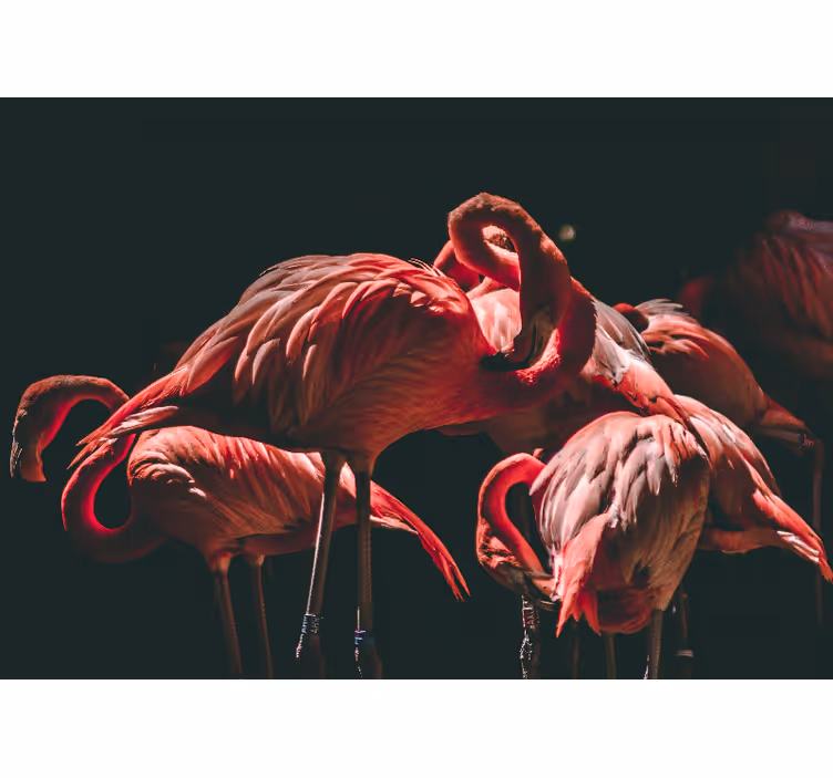 Wall mural animals flamingo tranquility - TenStickers
