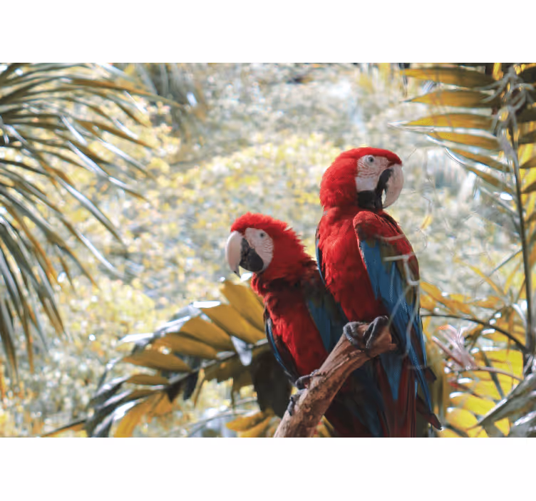Wall mural animals scarlet macaw pair - TenStickers