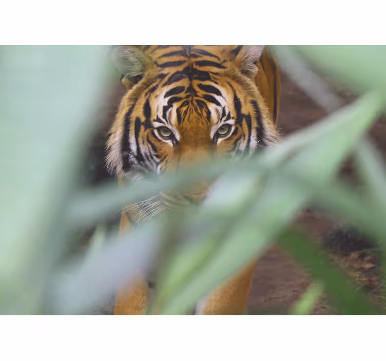 Wall mural animals tiger in the wilderness - TenStickers