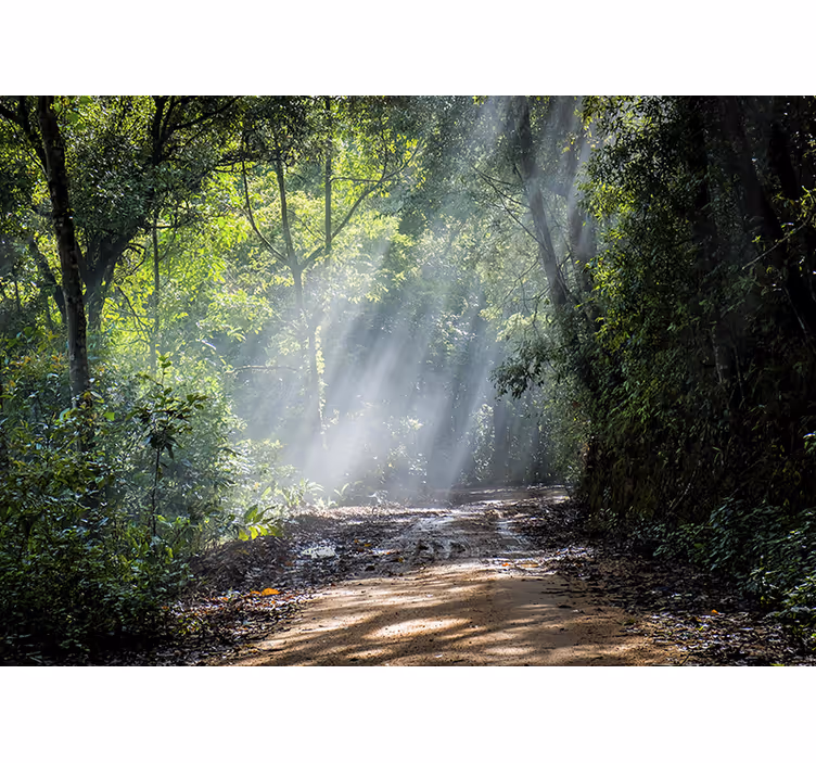 Nature wall mural luminous woodland trail - TenStickers