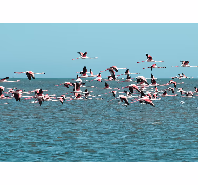 Wall mural animals flamingos over water - TenStickers