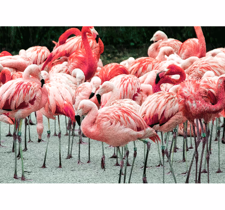 Wall mural animals flamingo flock - TenStickers