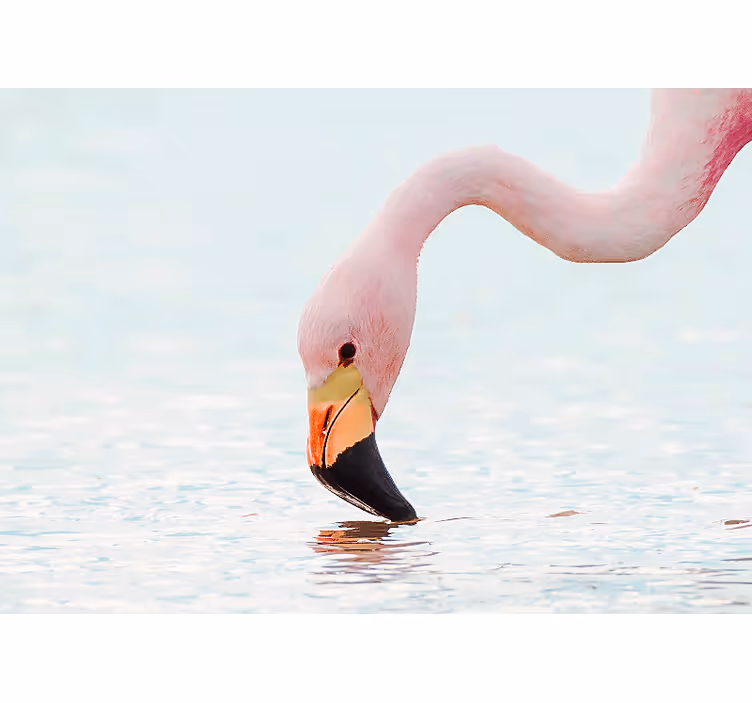 Other wall mural animals flamingo water reflection - TenStickers
