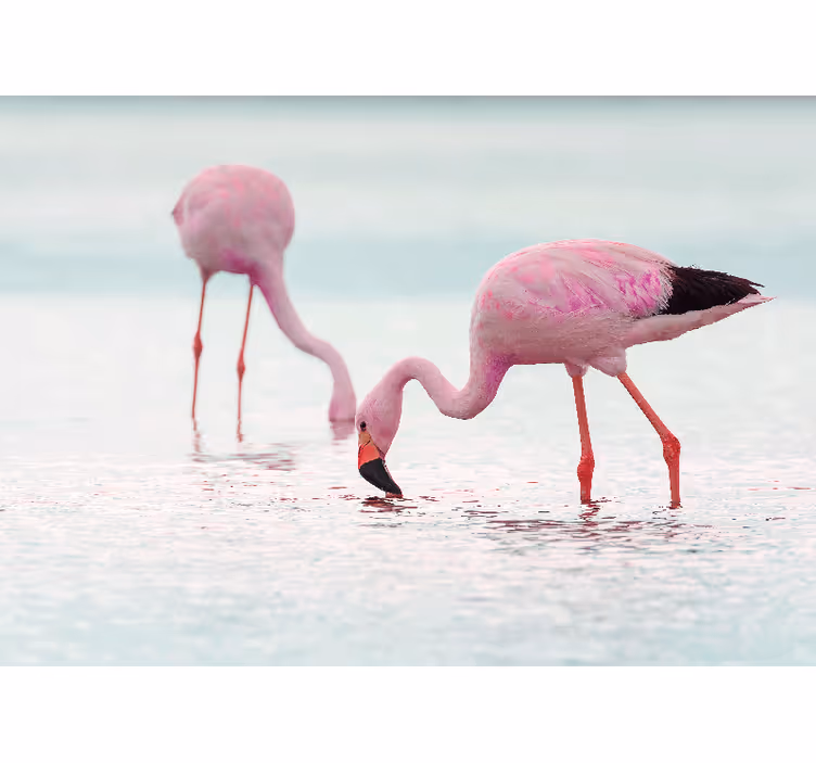 Wall mural animals flamingo feeding scene - TenStickers