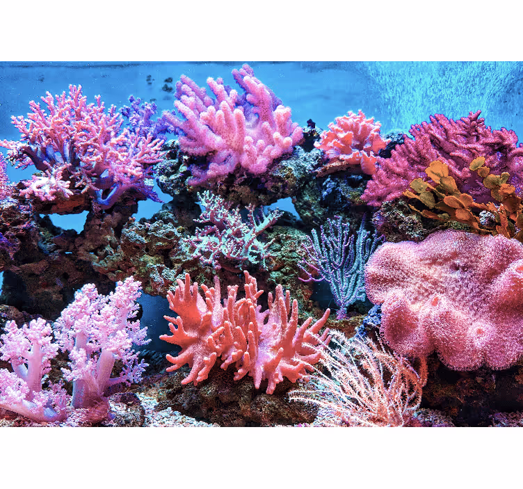 Aquatic Coral Scene sea wall mural - TenStickers