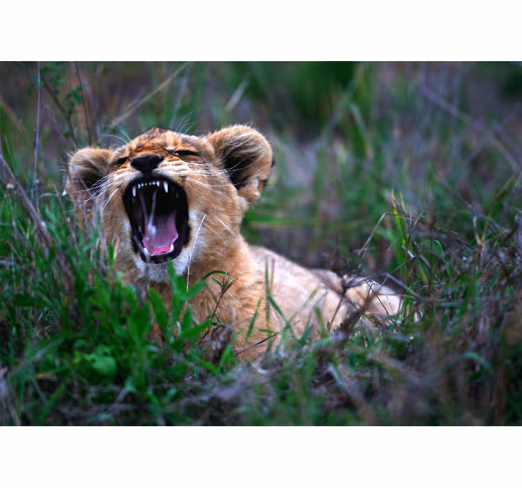 Wall mural lion roaring lion cub - TenStickers