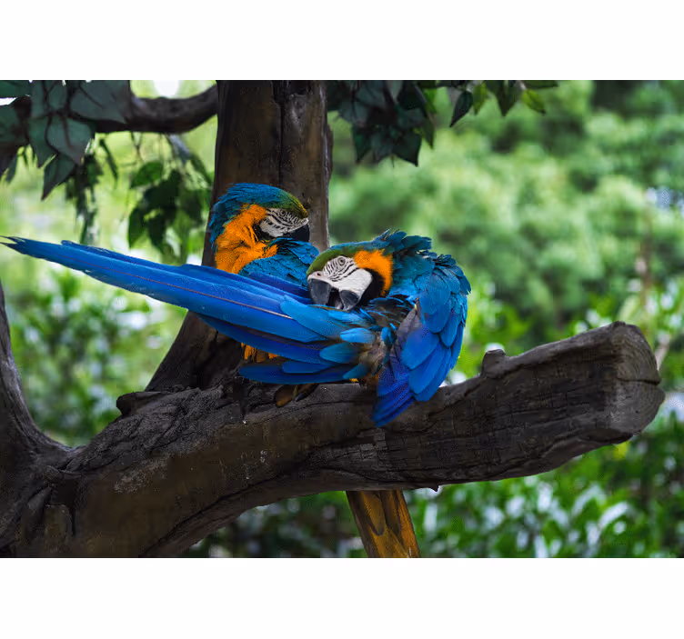 Wall mural animals colorful macaw pair - TenStickers