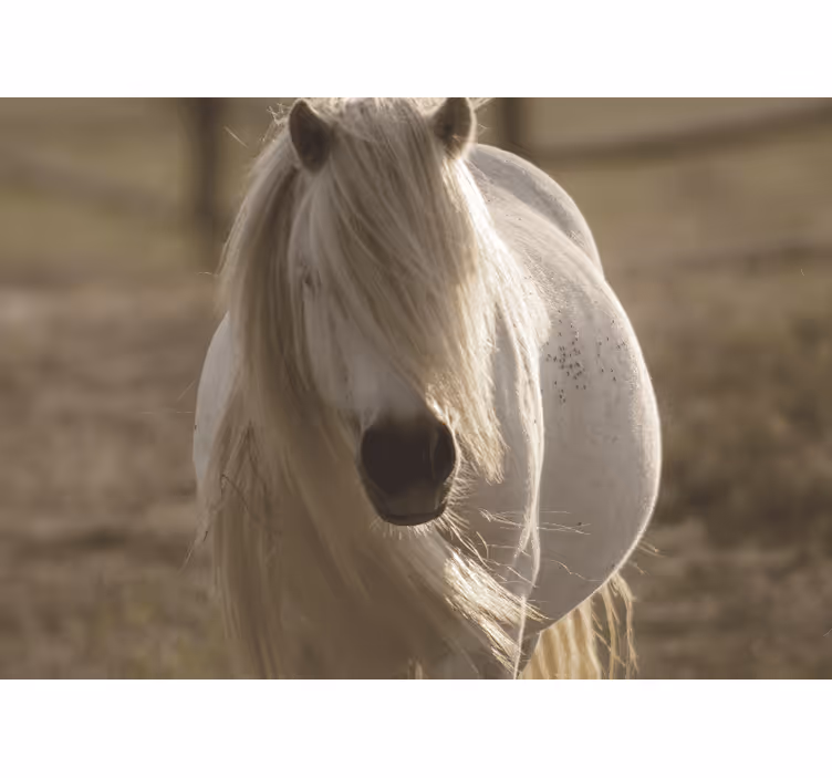 Other wall mural animals regal white horse - TenStickers