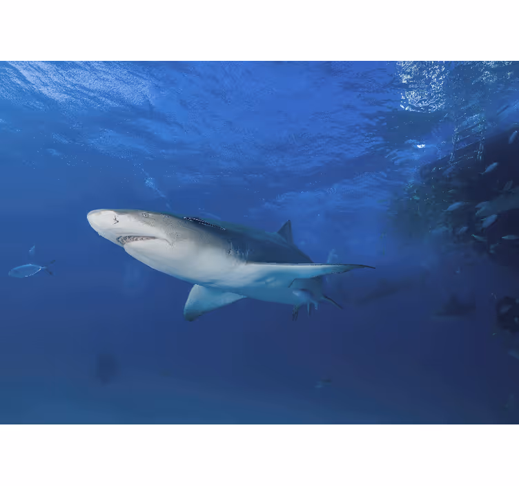 Wall mural animals majestic shark adventure - TenStickers