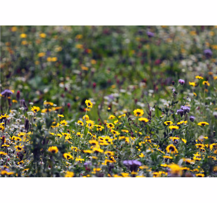Flowers wall mural sunny meadow blooms - TenStickers