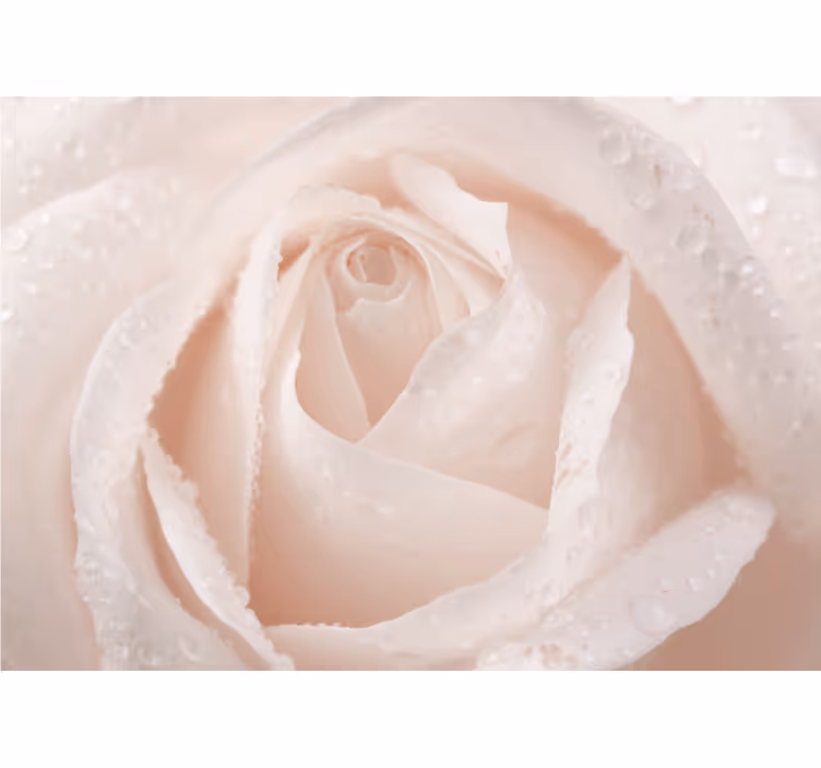 Delicate White Blossom roses wall mural - TenStickers