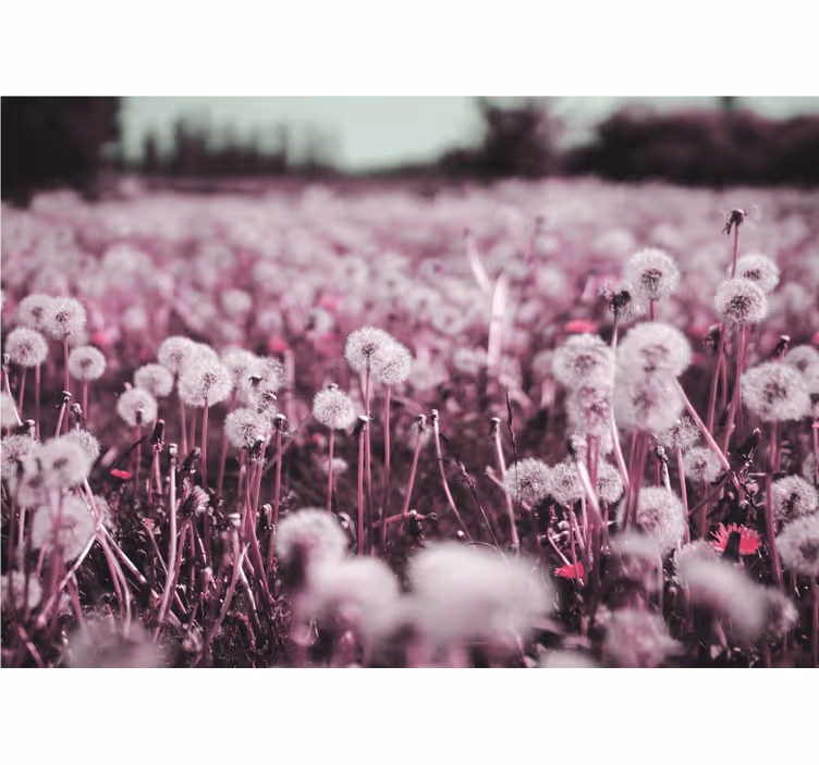 Purple field scene  dandelion wall mural - TenStickers