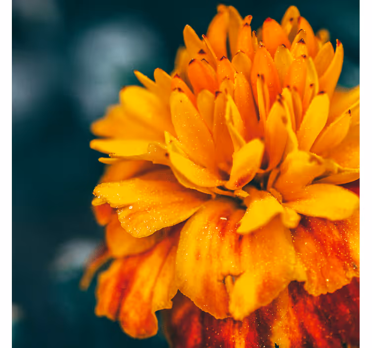 Flowers wall mural orange flower closeup - TenStickers