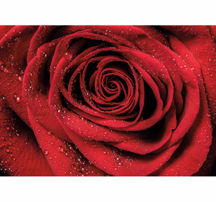 Flowers wall mural rose with water droplets - TenStickers