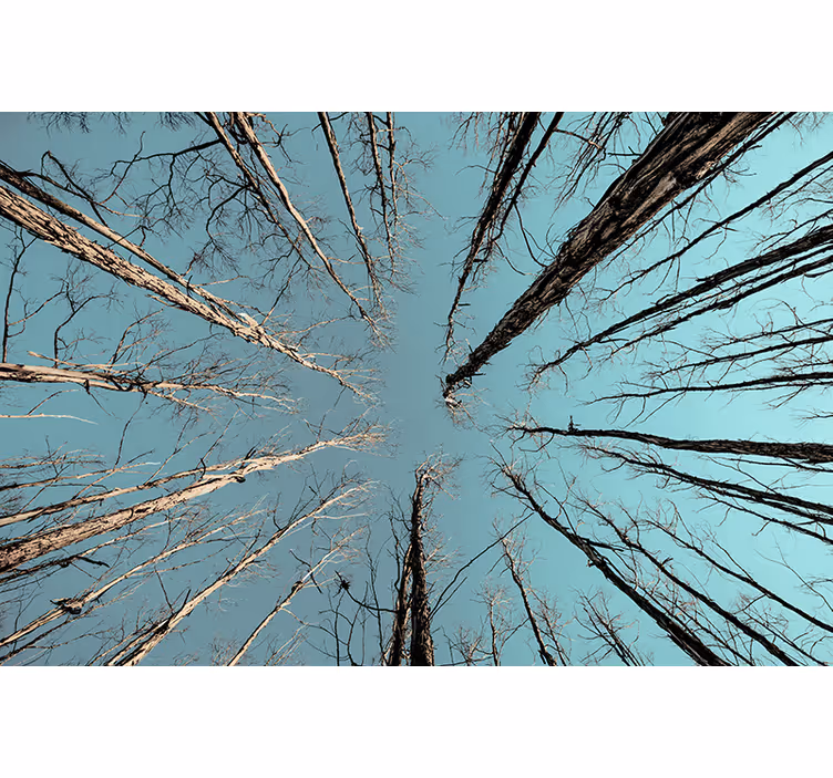 Trees wall mural trees reaching for the sky - TenStickers