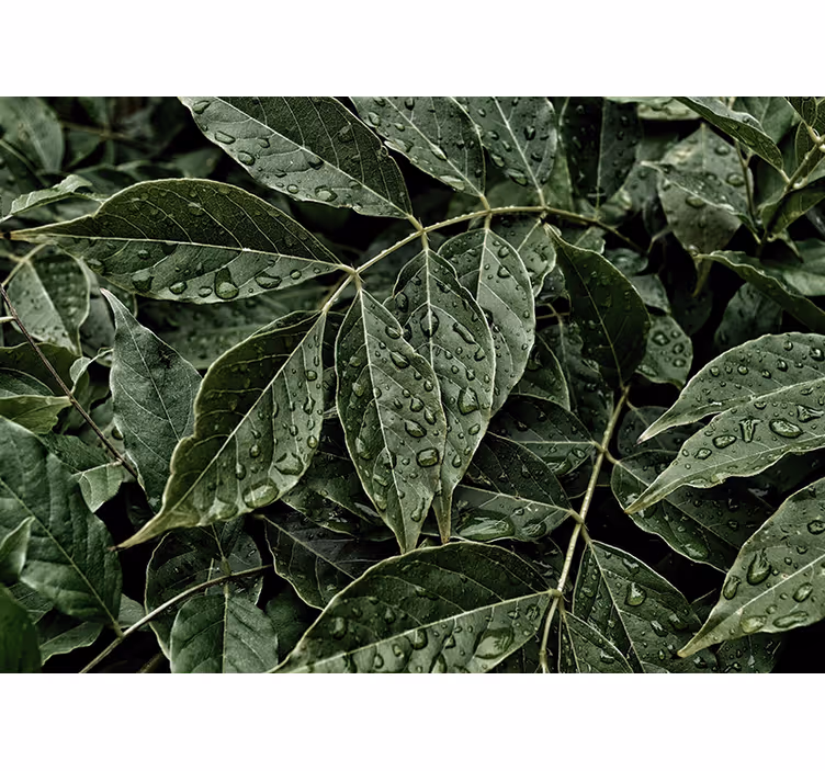 Nature wall mural vibrant leafy landscape - TenStickers