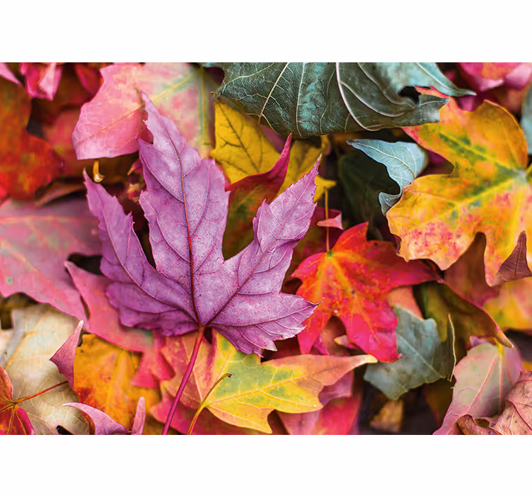 Flowers wall mural colorful leaf designs - TenStickers
